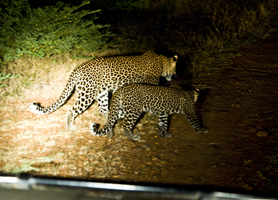Flatdogs Camp - South Luangwa